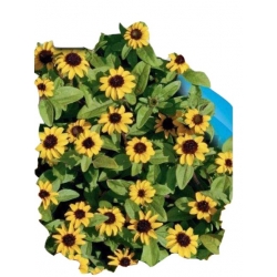 Nasiona Sanwitalia polegnatka pnos868