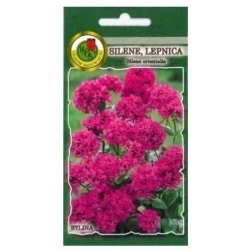 Nasiona Silene lepnica pnos869