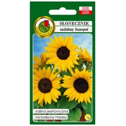 Nasiona Słonecznik ozdobny Sunspot pnos874