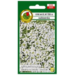 Nasiona Smagliczka Benthami biała pnos875