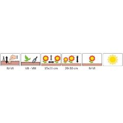 Nasiona Smagliczka skalna żółta pnos877