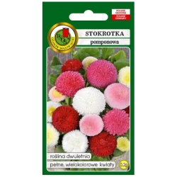 Nasiona Stokrotka pomponette mieszana pnos878