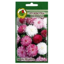 Nasiona Stokrotka Super Enorma pnos879