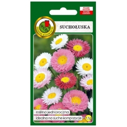 Nasiona Suchołuska kocanki pnos881