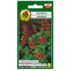 Nasiona Szałwia szkarłatna czerwona pnos887