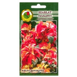 Nasiona Szarłat trójbarwny Molten Fire pnos888