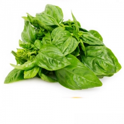 nasiona Szczaw pnos393