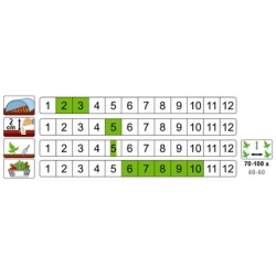 nasiona Szpinak Nowozelandzki pnos401