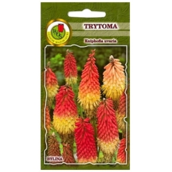 Nasiona Trytoma knifofia pnos892