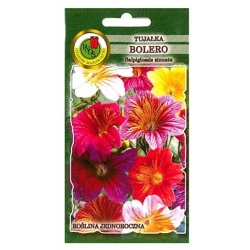 Nasiona Tujałka Bolero mieszana pnos893