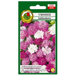 Nasiona Ubiorek baldaszkowy lila pnos896