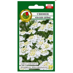 Nasiona Ubiorek wiecznie zielony biały pnos899