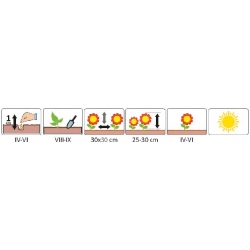 Nasiona Ubiorek wiecznie zielony biały pnos899
