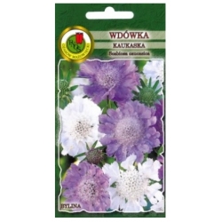 Nasiona Wdówka drakiew Kaukaska pnos902