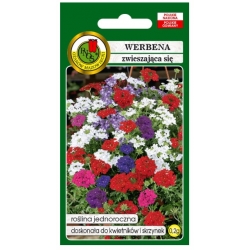 Nasiona Werbena zwieszająca się pnos906