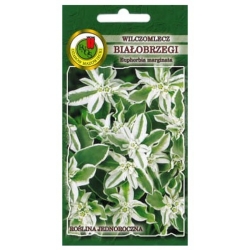 Nasiona Wilczomlecz białobrzegi pnos911