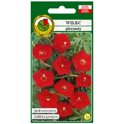 Nasiona Wilec pierzasty czerwony pnos913