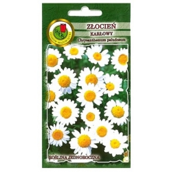 Nasiona Złocień karłowy biały pnos922