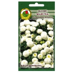 Nasiona Złocień maruna Snowball biały pnos923