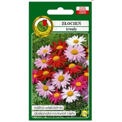 Nasiona Złocień trwały Robinson pnos926