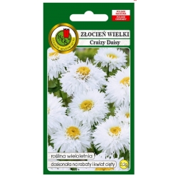 Nasiona Złocień wielki Crazy Daisy biały pnos927