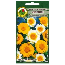 Nasiona Złocień wieńcowy jastruń pnos928