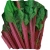 nasiona Burak liściowy Rhubarb Chard pnos29