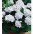 Nasiona Pelargonia rabatowa biała pnos849