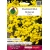 Nasiona Smagliczka skalna żółta pnos877