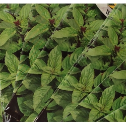 Bazylia właściwa roltx12