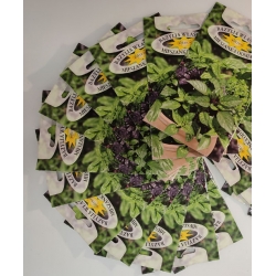 Bazylia właściwa mieszanka odmian roltx9