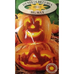 Dynia olbrzymia Big Max roltx14