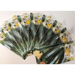 Dynia zwyczajna Black Beauty Cukinia roltx8