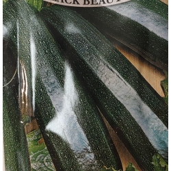 Dynia zwyczajna Black Beauty Cukinia roltx8