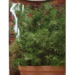 Koper niski do doniczek roltx7