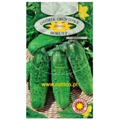 Ogórek gruntowy Borus roltx5