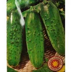 Ogórek gruntowy Borus roltx5