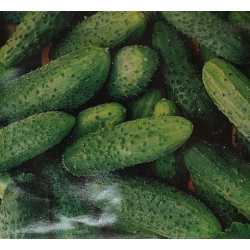 Ogórek gruntowy Racibor F1 roltx17