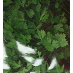 Pietruszka naciowa Gigante Ditalia roltx10