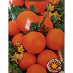 Pomidor koktajlowy Venus roltx11