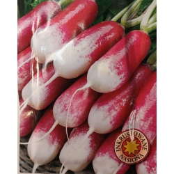 Rzodkiewka Dedix Huit Jours roltx4