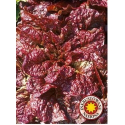 Sałata liściowa Rosela roltx6