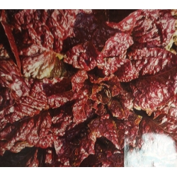 Sałata liściowa Rosela roltx6