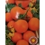 Pomidor koktajlowy Venus roltx11