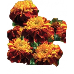 Nasiona Aksamitka rozp. Champion Flame Tor237