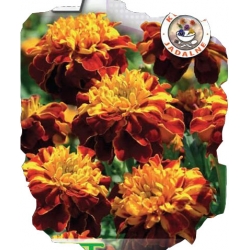 Nasiona Aksamitka rozp. Champion Flame Tor237