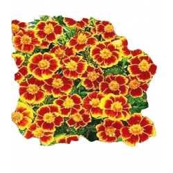 Nasiona Aksamitka rozp. Marietta niska Tor240