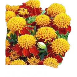 Nasiona Aksamitka rozp.Orang niska Tor241