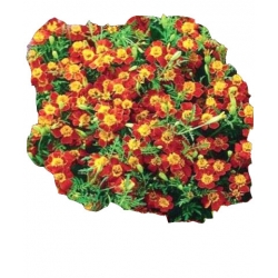 Nasiona Aksamitka wąskolis Paprika Tor243