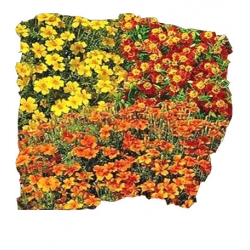 Nasiona Aksamitka wąskolis Starfire mix Tor244